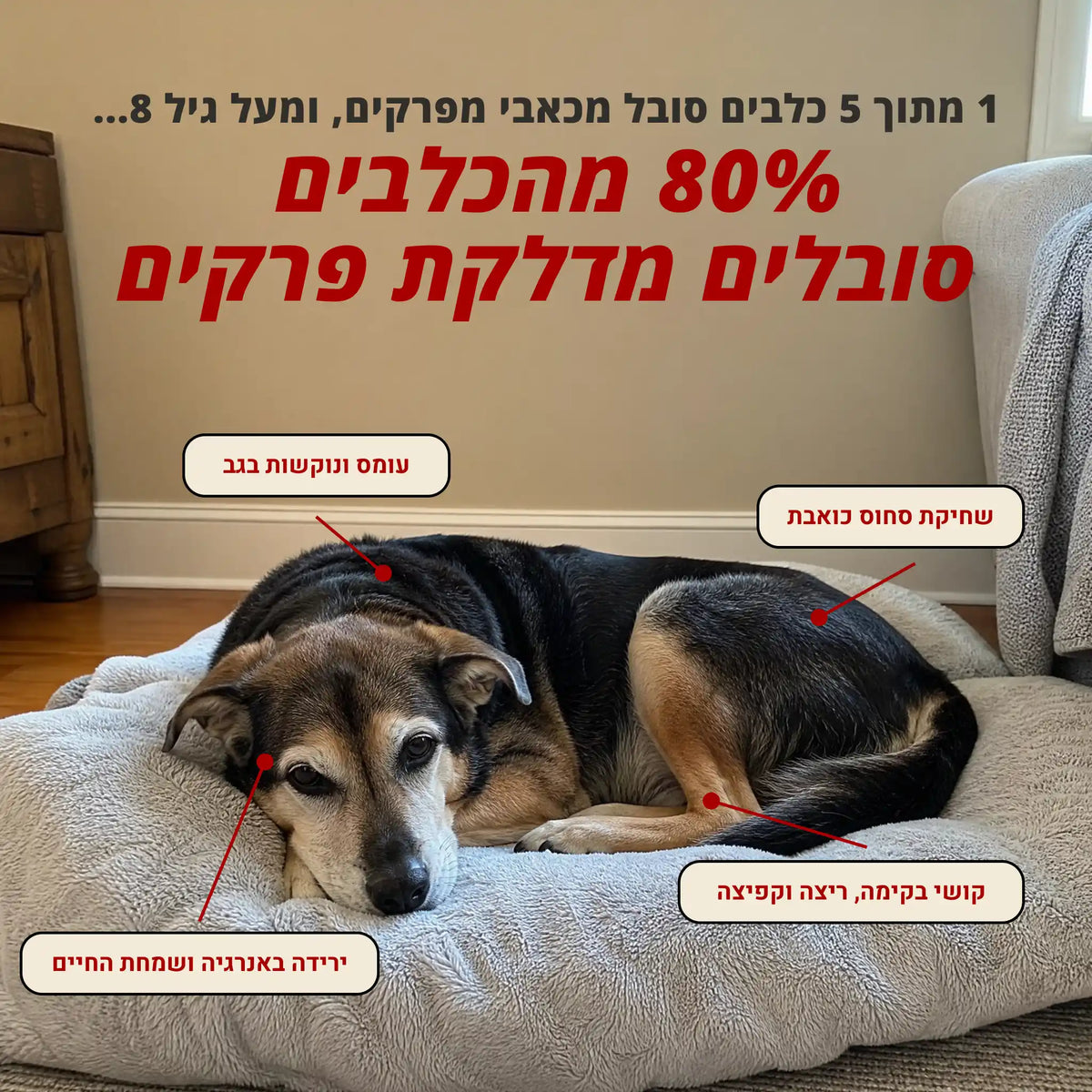 מחמדלי MOVE - תוסף לבריאות המפרקים ותנועה ללא כאב לכלבים