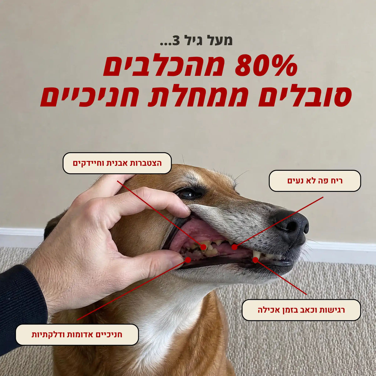 מחמדלי FRESH - תוסף לבריאות השיניים, החניכיים, ולנשימה רעננה לכלבים