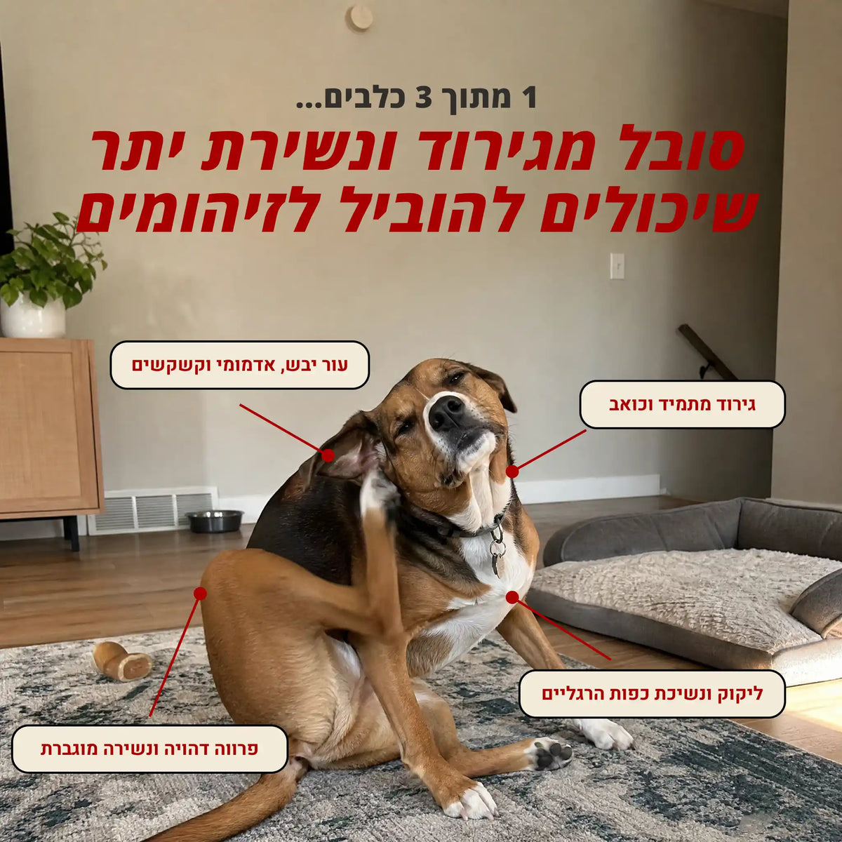 כמעט 1 מכל 3 כלבים סובל מגירוד או מבעיית עור - הבעיה הבריאותית הנפוצה ביותר בכלבים